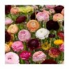 10 Ranunclus Mix Bulbs | Top Size -June Plants Sales Store BU0851 main image 6e84 95c2