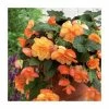 3 Begonia 'Sunray' Bulbs | Top Size | Cascading -June Plants Sales Store BU0885 main 1 bbb7