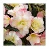 3 Begonia odorosa 'White Blush' Bulbs | Top Size | Cascading -June Plants Sales Store BU0886 main c39f