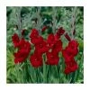 15 Gladiolus 'Espresso' Bulbs | Top Size -June Plants Sales Store BU0902 main e4a3
