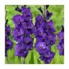 15 Gladiolus 'Purple Flora' Bulbs | Top Size 2 15 Gladiolus 'Purple Flora' Bulbs | Top Size -June Plants Sales Store BU0903 main 678a