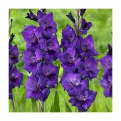 15 Gladiolus 'Purple Flora' Bulbs | Top Size