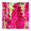 15 Gladiolus 'Fairytale Pink' Bulbs| Top Size -June Plants Sales Store BU0904 main cfdb
