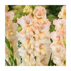15 Gladiolus 'Sotsji' Bulbs | Top Size