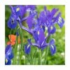 20 Iris hollandica 'Blue' Bulbs | Top Size | Dutch Iris -June Plants Sales Store BU0906 main c232