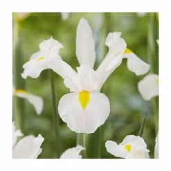 20 Iris hollandica 'White' Bulbs | Top Size | Dutch Iris