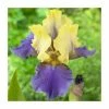 Iris 'Edith Wolford' Bulb | Top Size -June Plants Sales Store BU0923 main 23ee