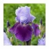 Iris germanica 'Emma Louise' Bulb | Top Size | Beared Iris 2 Iris germanica 'Emma Louise' Bulb | Top Size | Beared Iris -June Plants Sales Store BU0924 main c903