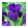 Iris germanica 'Night Owl' Bulb | Top Size | Bearded Iris -June Plants Sales Store BU0925 main 3b4c
