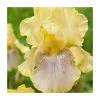 Iris 'Sarah Tiffney' Bulb | Top Size -June Plants Sales Store BU0926 main 1 37f0
