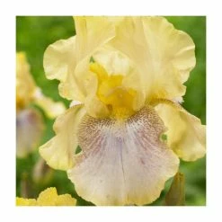 Iris 'Sarah Tiffney' Bulb | Top Size