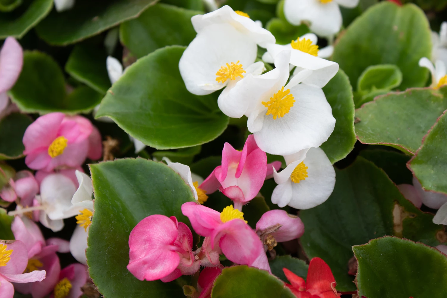 June Plants Sales Store 9 June Plants Sales Store -June Plants Sales Store Begonia Super Olympia