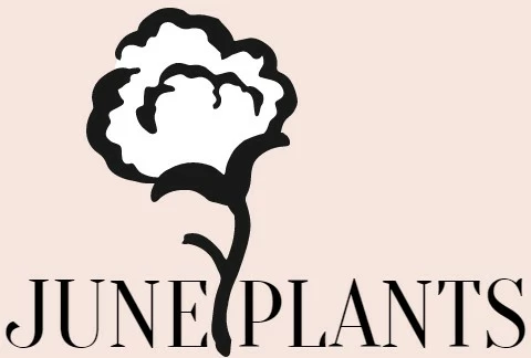 June Plants Sales Store