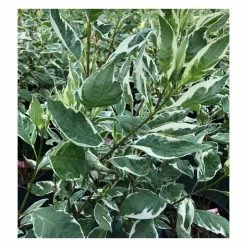 Cornus alba 'Elegantissima' | Red-barked Dogwood | 10L Pot | 90-120cm 9 Cornus alba 'Elegantissima' | Red-barked Dogwood | 10L Pot | 90-120cm -June Plants Sales Store P20004 add image 2 6832