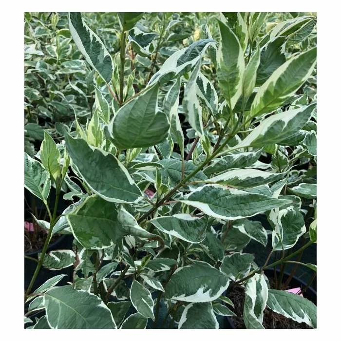 Cornus alba 'Elegantissima' | Red-barked Dogwood | 10L Pot | 90-120cm 6 Cornus alba 'Elegantissima' | Red-barked Dogwood | 10L Pot | 90-120cm - Image 4