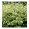 Cornus alba 'Elegantissima' | Red-barked Dogwood | 10L Pot | 90-120cm 2 Cornus alba 'Elegantissima' | Red-barked Dogwood | 10L Pot | 90-120cm -June Plants Sales Store P20004 main image ab77