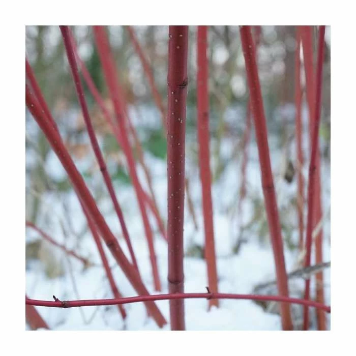 Cornus alba 'Elegantissima' | Red-barked Dogwood | 10L Pot | 90-120cm 4 Cornus alba 'Elegantissima' | Red-barked Dogwood | 10L Pot | 90-120cm - Image 2