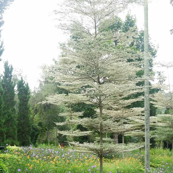 Cornus controversa 'Variegata' | Wedding cake tree | 10L Pot 3 Cornus controversa 'Variegata' | Wedding cake tree | 10L Pot