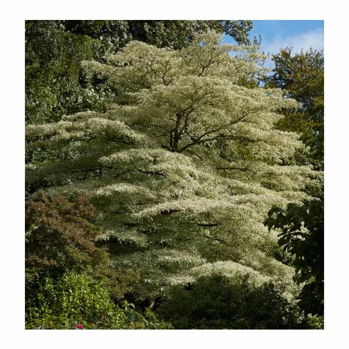 Cornus controversa 'Variegata' | Wedding cake tree | 10L Pot 4 Cornus controversa 'Variegata' | Wedding cake tree | 10L Pot - Image 2