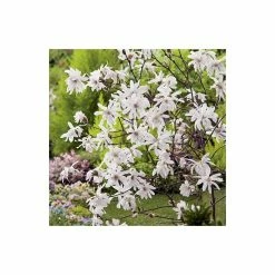 Magnolia Tree Collection | Stellata, Susan & Soulangeana -June Plants Sales Store P3COL6 add image 2 5ddb