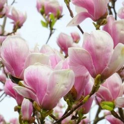 Magnolia Tree Collection | Stellata, Susan & Soulangeana -June Plants Sales Store P3COL6 add image 3 c7c2