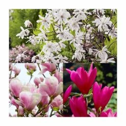 Magnolia Tree Collection | Stellata, Susan & Soulangeana