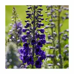 Cottage Garden Perennial Collection | 4 x 10.5cm Pots -June Plants Sales Store P5000COL14 add image 3 6420