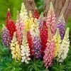 Radiant Lupin Collection | 8 x Lupin | 1L Pot -June Plants Sales Store P5000COL6 main image bdb2