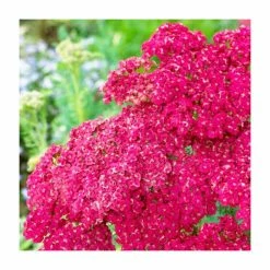 Achillea millefolium 'Saucy Seduction' | 2L Pot