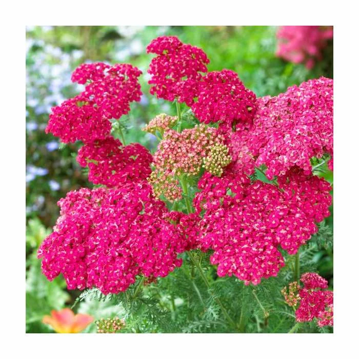 Achillea millefolium 'Saucy Seduction' | 2L Pot 4 Achillea millefolium 'Saucy Seduction' | 2L Pot - Image 2