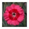 Dianthus Cocktail 'Cosmopolitan' | 2L Pot -June Plants Sales Store P50023 main image 8e50