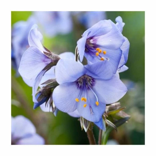Polemonium 'Heaven Scent' | Jacob's Ladder -June Plants Sales Store P50041 main image b73a