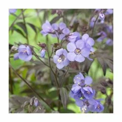 Polemonium 'Heaven Scent' | Jacob's Ladder -June Plants Sales Store P50041 rollover image ae26