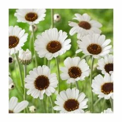 Rhodanthemum hosmariense 'Casablanca' | 2L Pot -June Plants Sales Store P50046 add image 1 011f