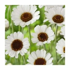Rhodanthemum hosmariense 'Casablanca' | 2L Pot -June Plants Sales Store P50046 add image 2 578c