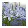 Agapanthus 'Sweet Surprise' | 3L Pot -June Plants Sales Store P50067 main image e1f7
