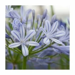 Agapanthus 'Sweet Surprise' | 3L Pot