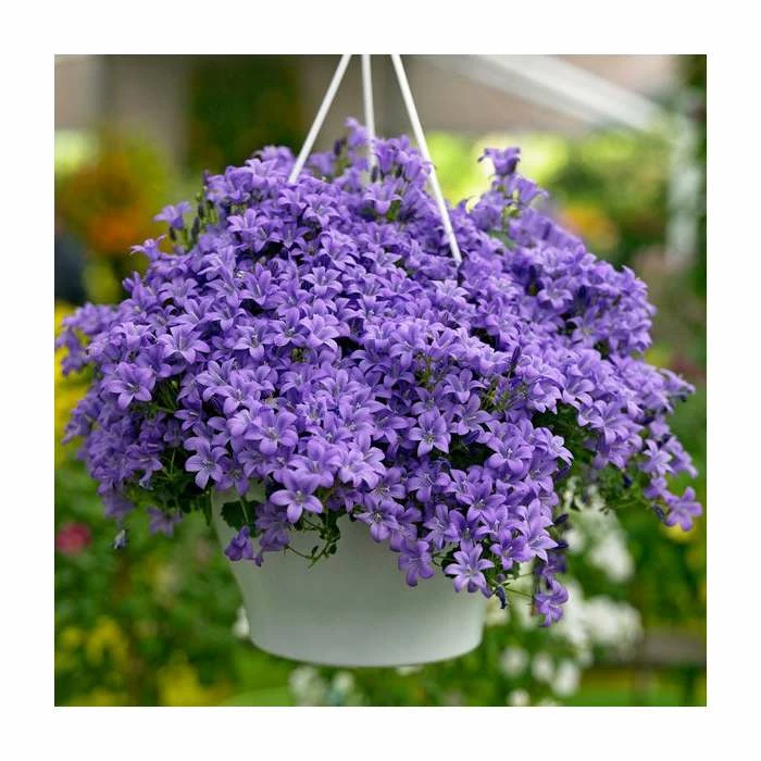 Campanula 'Blue Sky' | 3L Pot 3 Campanula 'Blue Sky' | 3L Pot
