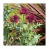 Cirsium 'Atropurpurea' | 3L Pot -June Plants Sales Store P50082 main image 62ea