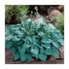 Hosta 'Blue Cadet' | 3L Pot 2 Hosta 'Blue Cadet' | 3L Pot -June Plants Sales Store P50091 main image 9afa