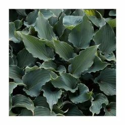 Hosta 'Chain Lightning' | 3L Pot