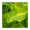Hosta 'Emerald Charger' | 3L Pot 2 Hosta 'Emerald Charger' | 3L Pot -June Plants Sales Store P50094 main image 2dc4