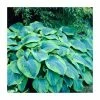Hosta 'Flavocircinalis' | 3L Pot