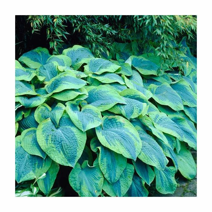 Hosta 'Flavocircinalis' | 3L Pot 3 Hosta 'Flavocircinalis' | 3L Pot
