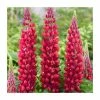 Lupin 'Red Rum' | 2L Pot | West Country 1 Lupin 'Red Rum' | 2L Pot | West Country -June Plants Sales Store P50111 main image 12a8