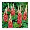 Lupin 'Tequila Flame' | 5L Pot | West Country -June Plants Sales Store P50142 main image 4a0a