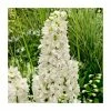 Delphinium 'Magic Fountain Pure White' 1 Delphinium 'Magic Fountain Pure White' -June Plants Sales Store P50150 main image 0102