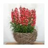 Penstemon 'Phoenix Red' | 3L Pot -June Plants Sales Store P50231 main image c962