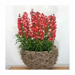 Penstemon 'Phoenix Red' | 3L Pot