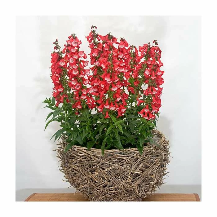 Penstemon 'Phoenix Red' | 3L Pot 3 Penstemon 'Phoenix Red' | 3L Pot